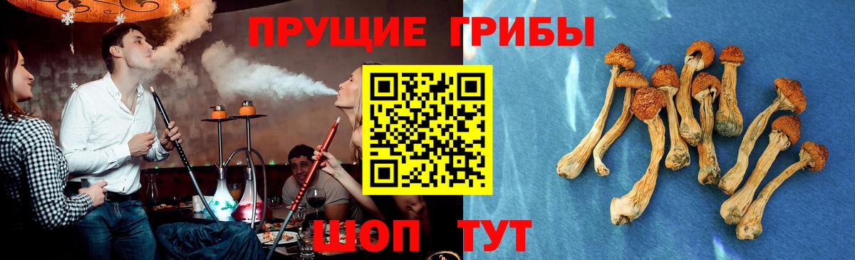 Саки  Псилоцибиновые грибы Psilocybe  закладки  Вход с VPN 